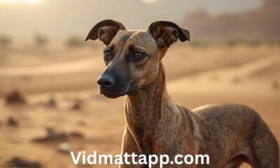Baluchi Hound