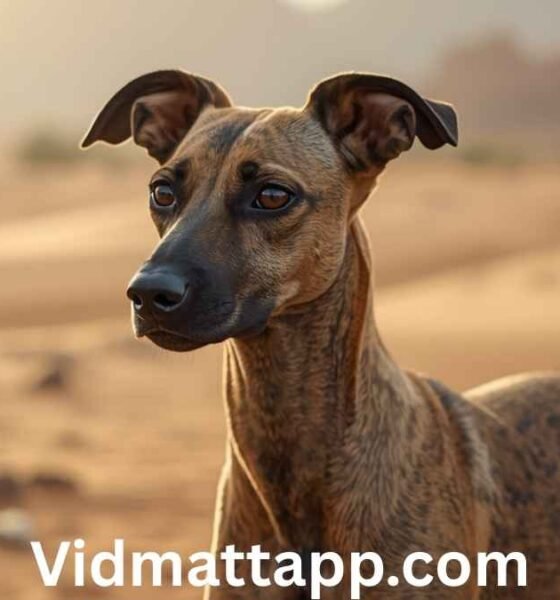 Baluchi Hound